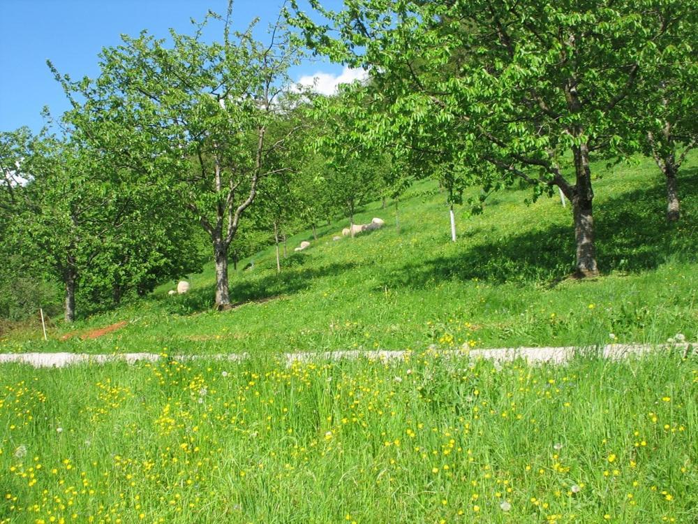 Ferienhof Fischer Seebach Ngoại thất bức ảnh