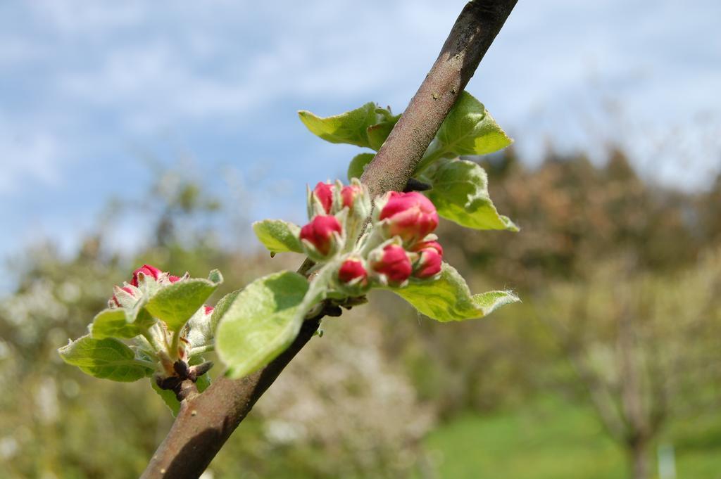 Ferienhof Fischer Seebach Ngoại thất bức ảnh